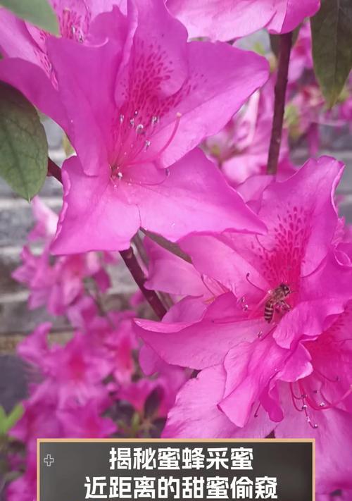 玫瑰花缺少花蕊蜜蜂如何采蜜？影响授粉的因素有哪些？