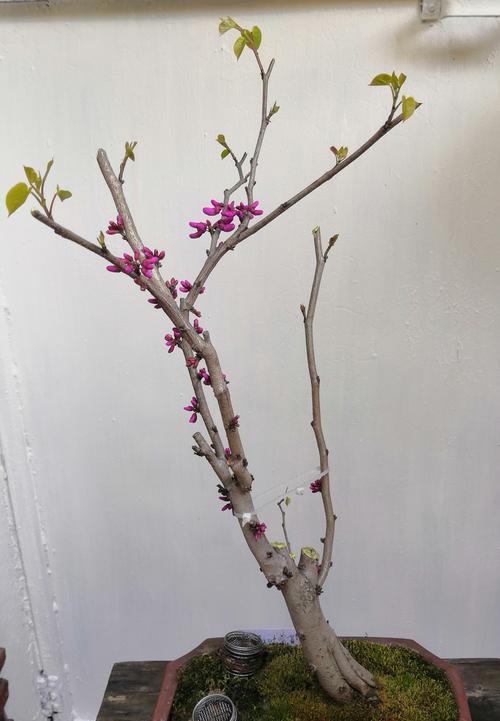 诡异荒诞的花语有何含义？哪些花代表这种花语？