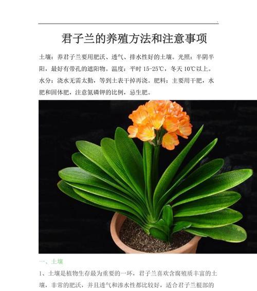 剪断根的玫瑰花如何养殖？有哪些特别的注意事项？