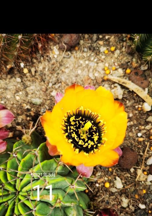 黄花绿王仙人球的养护管理要点是什么？