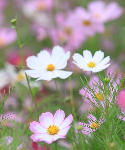 哪种花的花语代表坚强？它的寓意是什么？