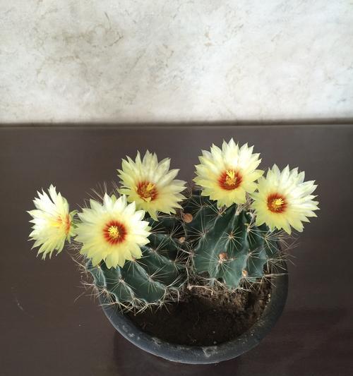 黄花绿王仙人球的养护管理要点是什么？