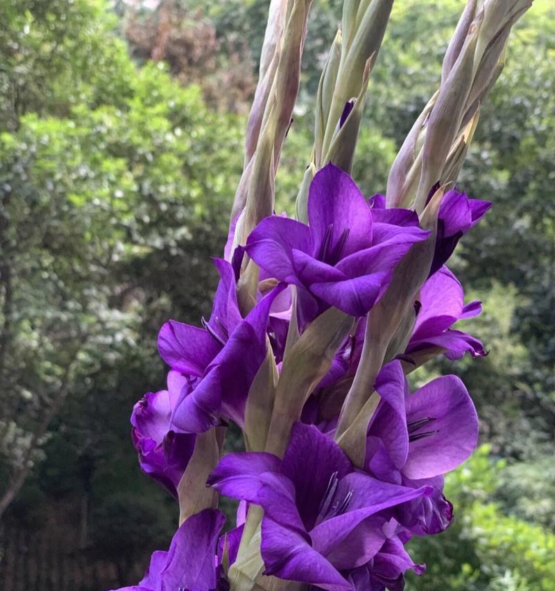 剑兰的花语有哪些？它代表了什么？
