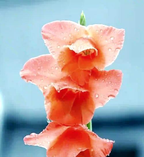 剑兰的花语有哪些？它代表了什么？
