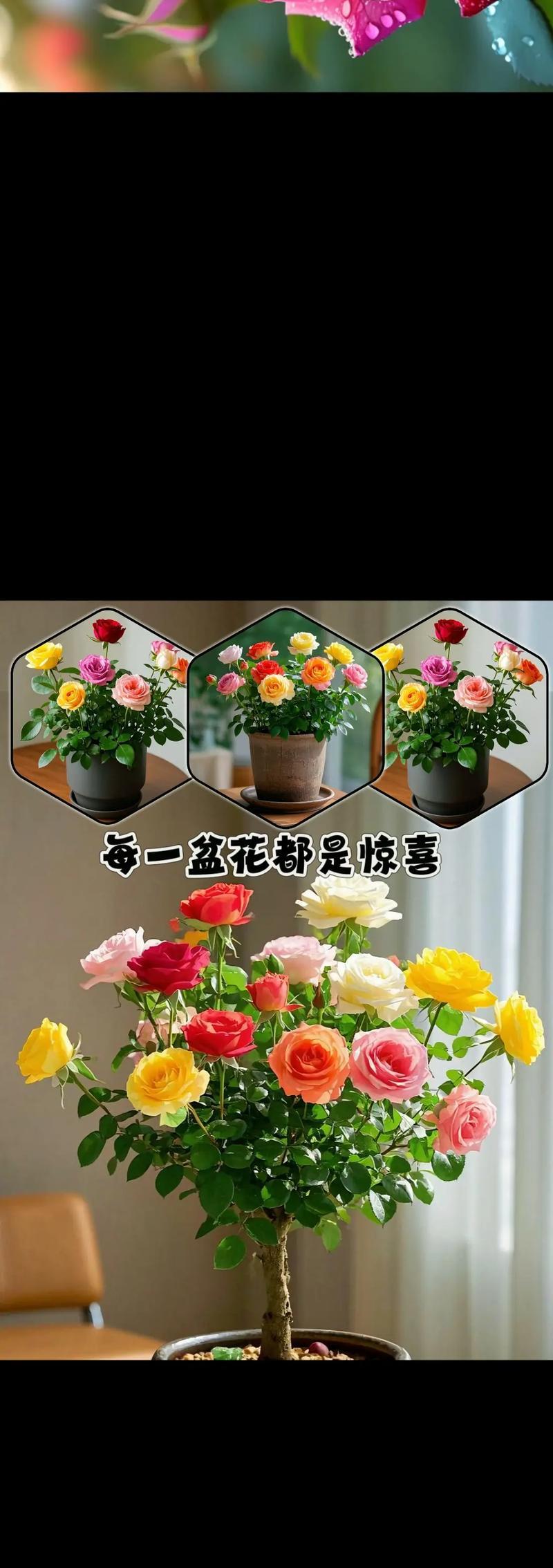 玫瑰花提前5天的养护方法是什么？如何保证其开花效果？