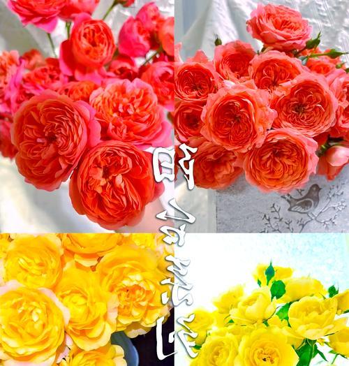 玫瑰花提前5天的养护方法是什么？如何保证其开花效果？