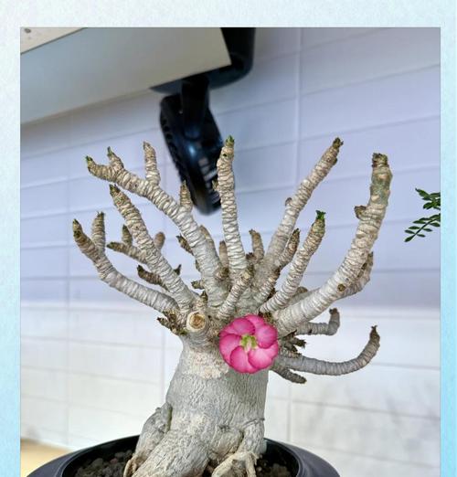 玫瑰花提前5天的养护方法是什么？如何保证其开花效果？