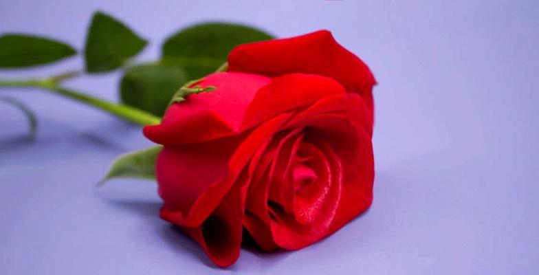 5朵玫瑰花的花语有何象征意义？