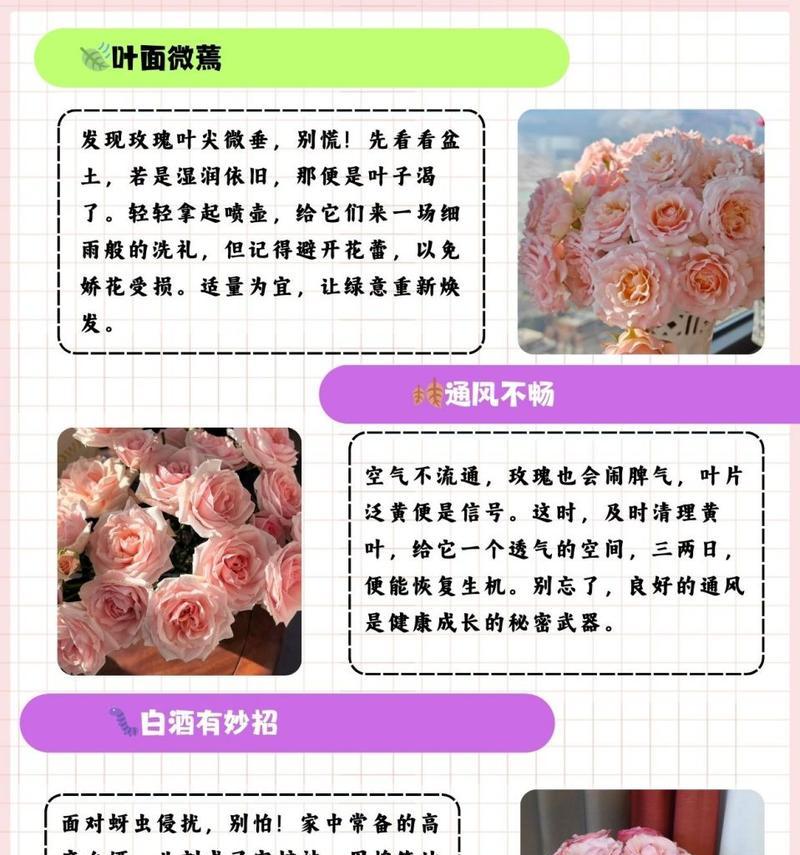 花瓶中的玫瑰花如何修剪？修剪玫瑰花的最佳方法是什么？