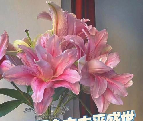 上班祝福的花语是什么？什么花语是等待？