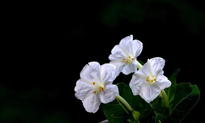 上班祝福的花语是什么？什么花语是等待？