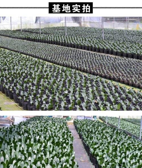 红花君子兰大苗养护要点是什么？