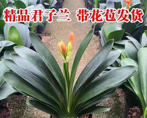 红花君子兰大苗养护要点是什么？