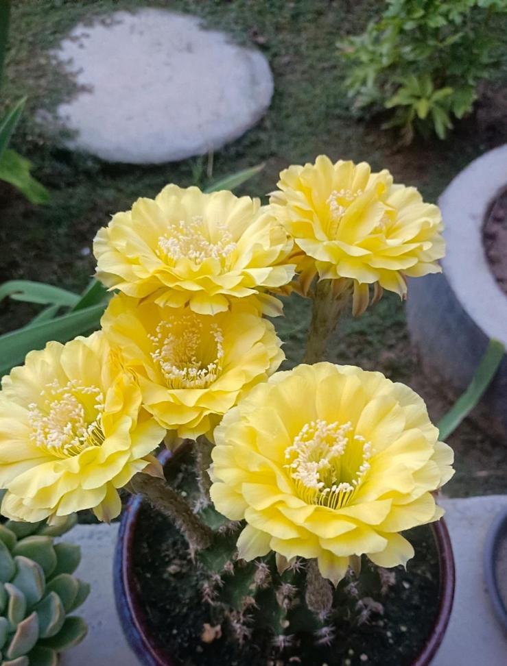 彩草仙人球开花的条件和技巧？