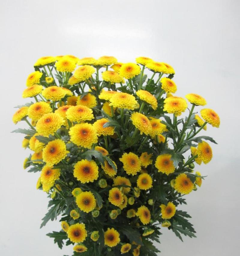 小雏菊的花语是什么？为何会有这样的含义？