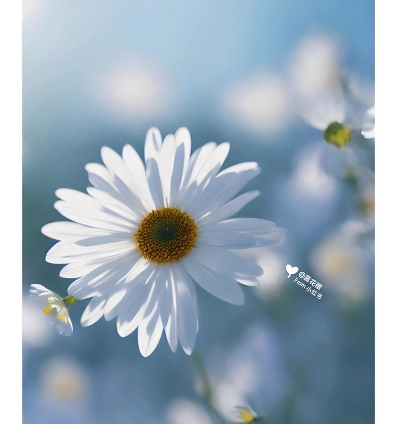 小雏菊的花语是什么？为何会有这样的含义？