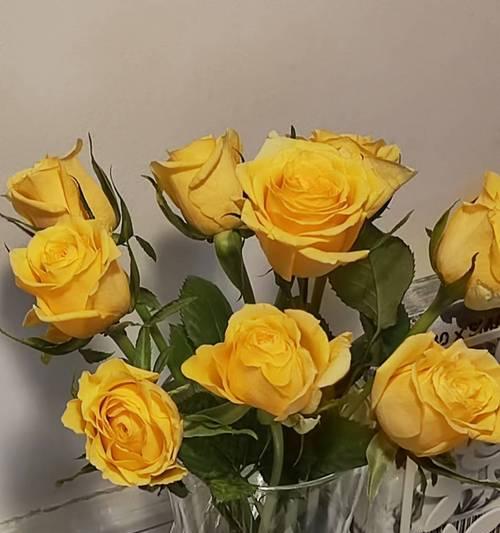 玫瑰花侧边发黄是什么原因？如何解决？