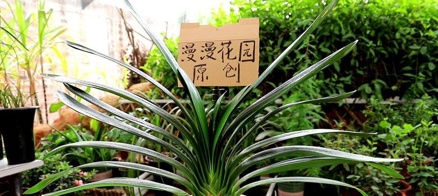 君子兰根饱满后如何继续养护？有哪些注意事项？