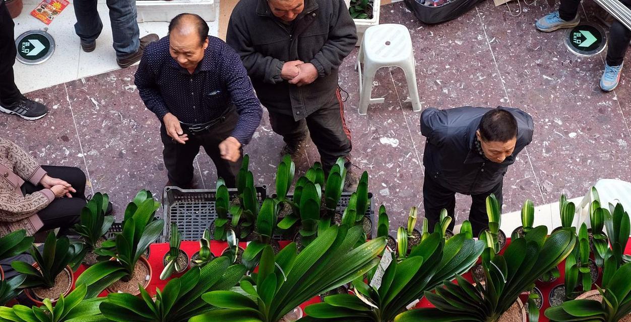 君子兰土壤多久更换一次？换土时应注意什么？