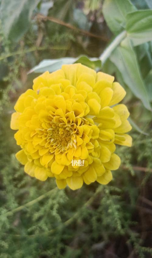 百日不相逢的花语是什么意思？它象征着什么？