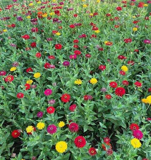 百日不相逢的花语是什么意思？它象征着什么？