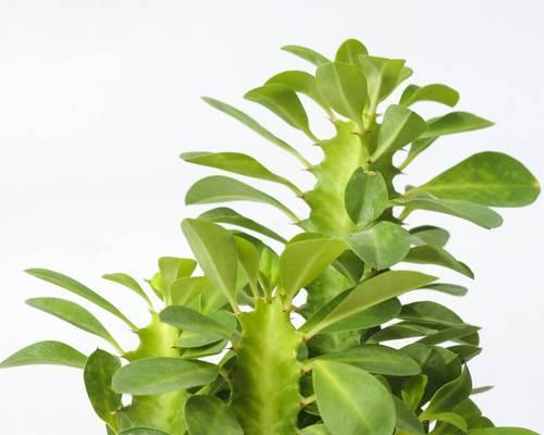 四季仙人掌植物的养护和管理技巧是什么？四季仙人掌的特殊需求有哪些？