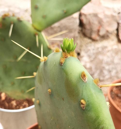 四季仙人掌植物的养护和管理技巧是什么？四季仙人掌的特殊需求有哪些？