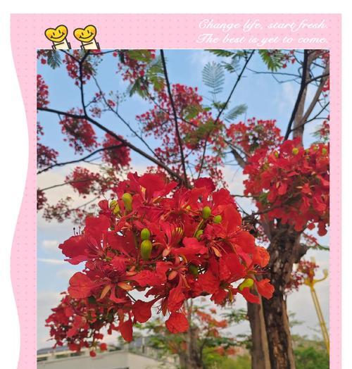 哪种花表达了离别之痛？