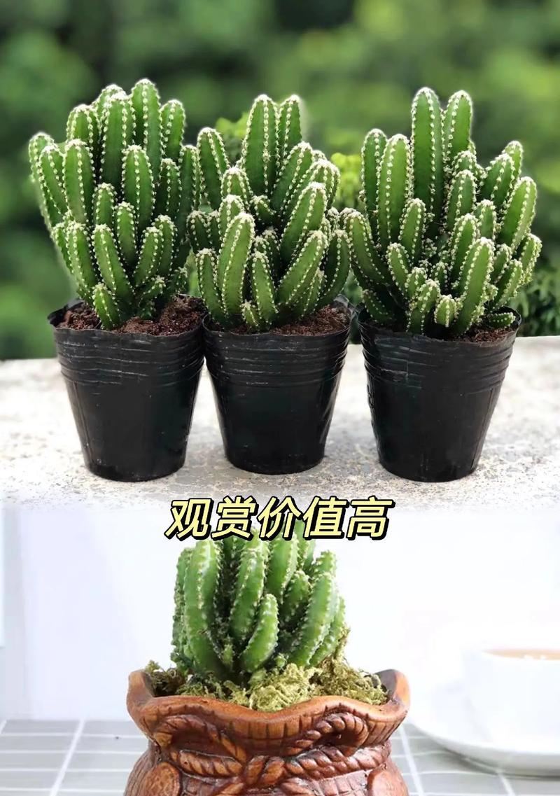 四季仙人掌植物的养护和管理技巧是什么？四季仙人掌的特殊需求有哪些？