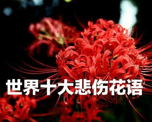 表达沉默的爱有哪些花语？如何通过花语传达无声的爱？