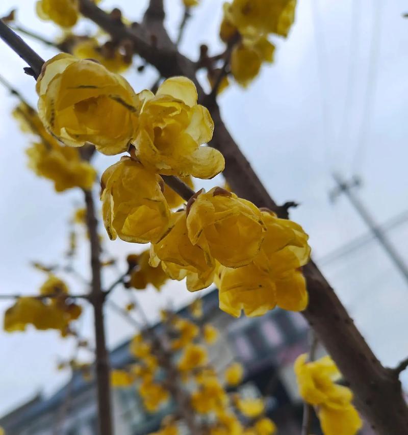 柳叶腊梅的花语有哪些？它象征着什么？