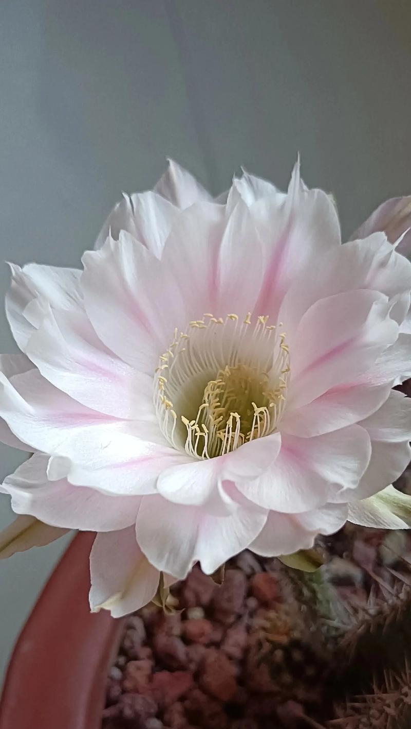 仙人球开花前有哪些迹象？