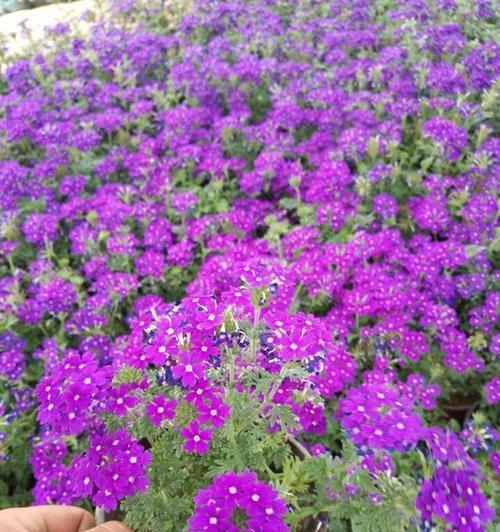 紫色罗兰的花语有哪些？为什么它被认为好看？