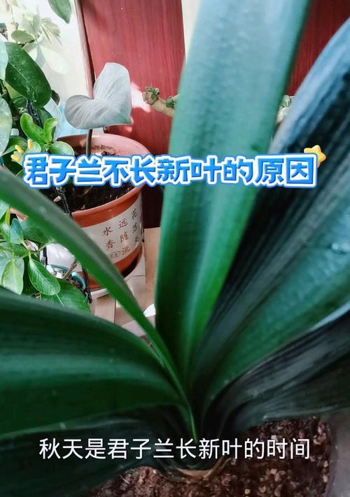 君子兰10片叶子的特征是什么？