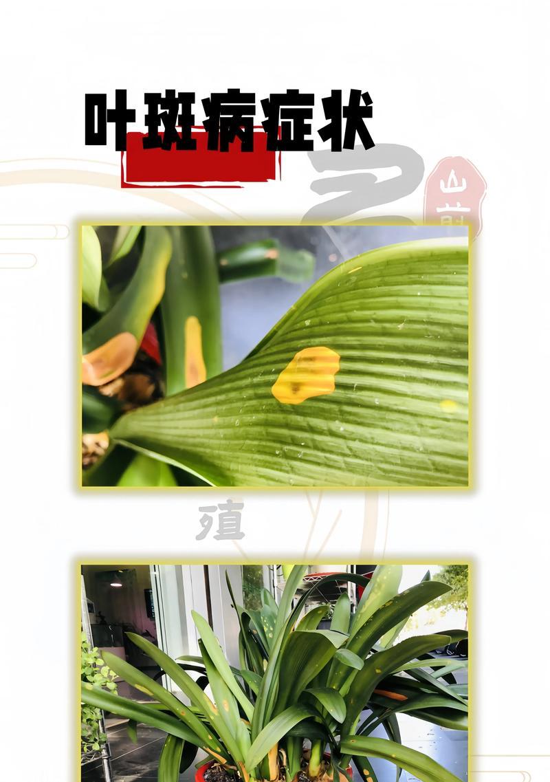 君子兰10片叶子的特征是什么？