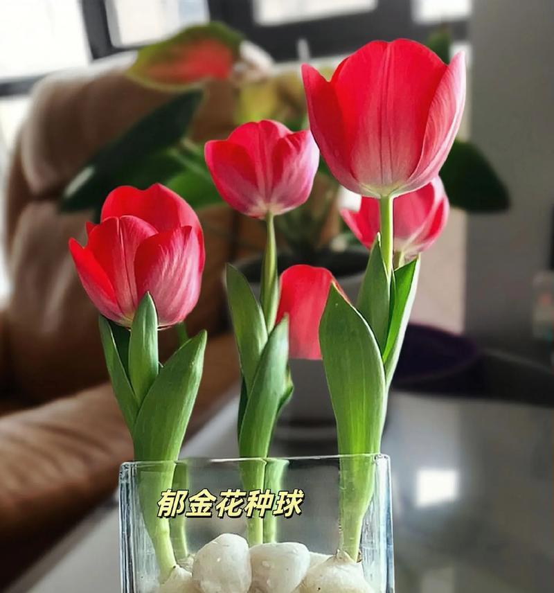 郁金花双拼的花语是什么？它代表了什么？