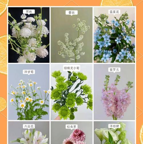 五块钱能买到什么花？这些花的花语是什么？