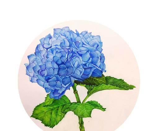 五块钱能买到什么花？这些花的花语是什么？