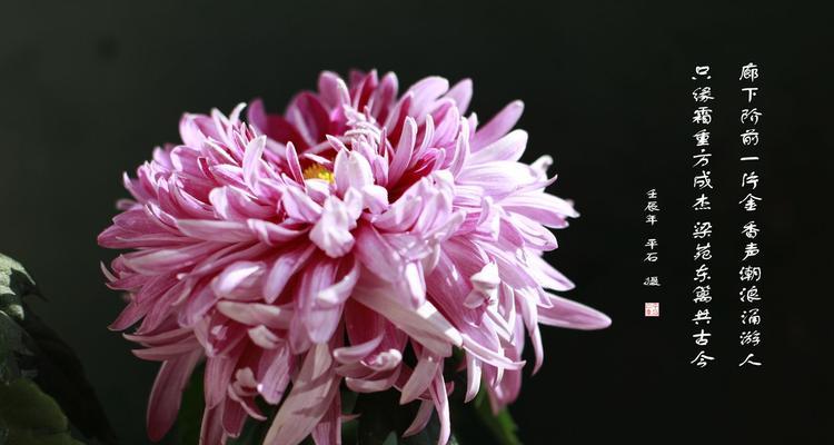 五块钱能买到什么花？这些花的花语是什么？