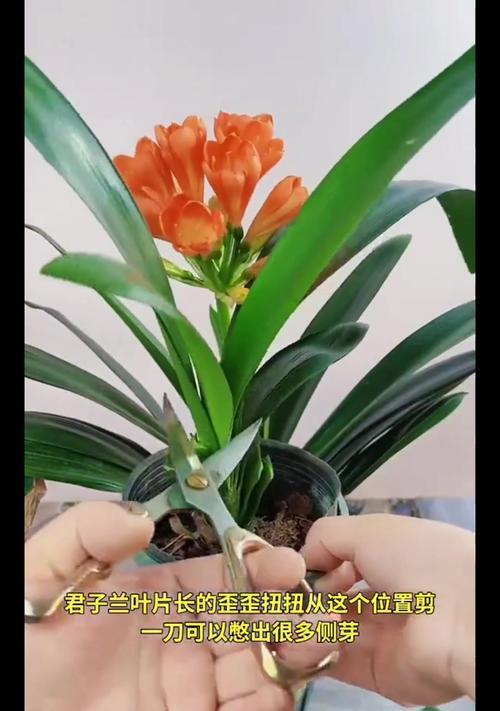 君子兰叶子长怎么回事？