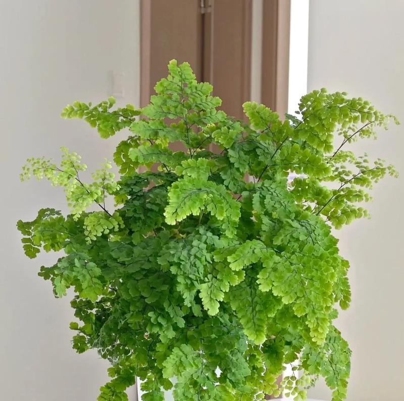 盆栽最好的花语是什么？盆栽植物在花语中代表什么？