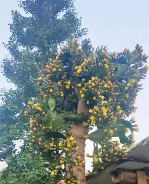菜园子仙人掌种植方法是什么？如何确保成活率？