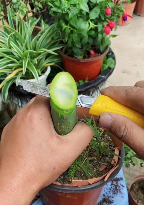 菜园子仙人掌种植方法是什么？如何确保成活率？