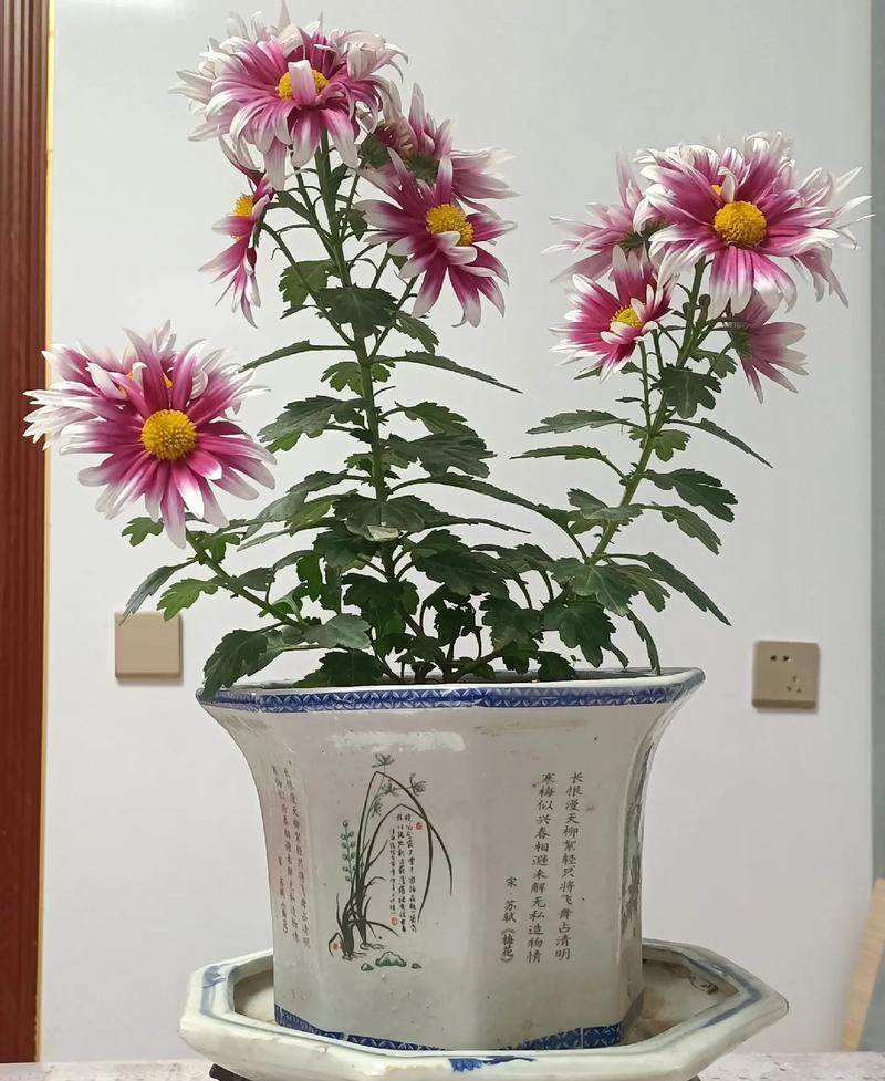 盆栽最好的花语是什么？盆栽植物在花语中代表什么？