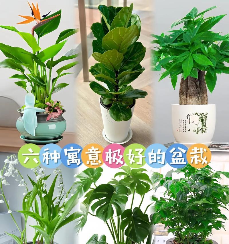 盆栽最好的花语是什么？盆栽植物在花语中代表什么？