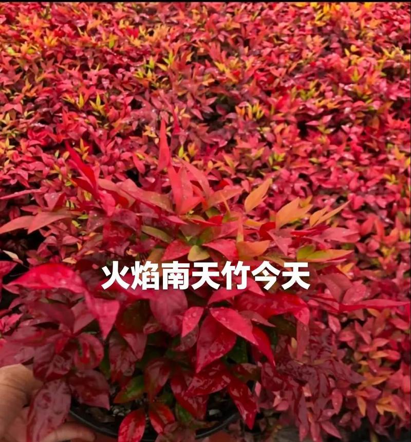 火焰南天竹寓意何在？它的花语有哪些？