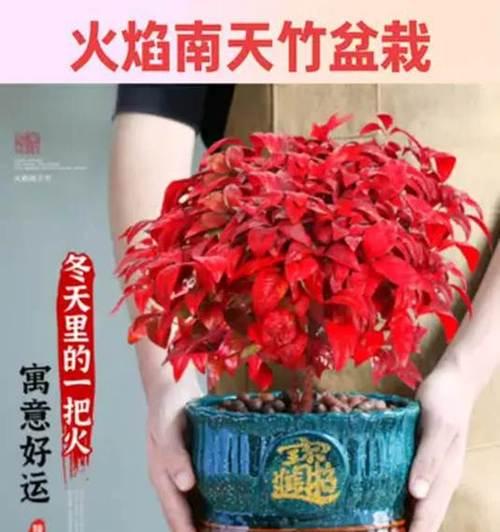 火焰南天竹寓意何在？它的花语有哪些？