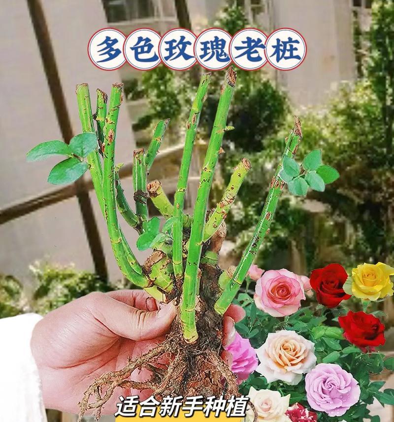 如何种植大盆玫瑰花才能更美观