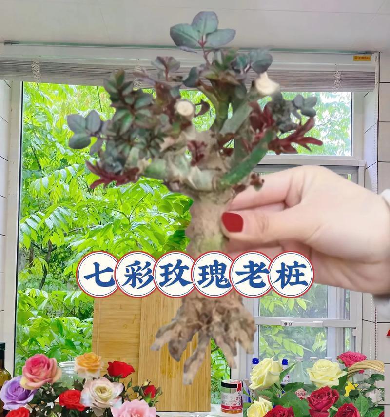 如何种植大盆玫瑰花才能更美观