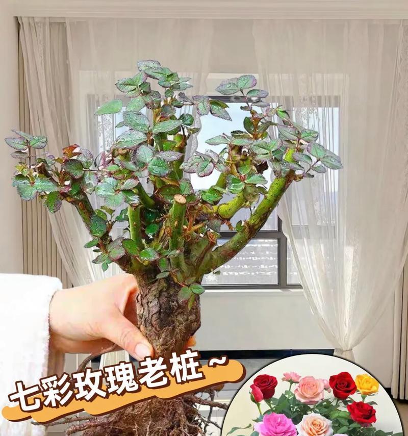 如何种植大盆玫瑰花才能更美观